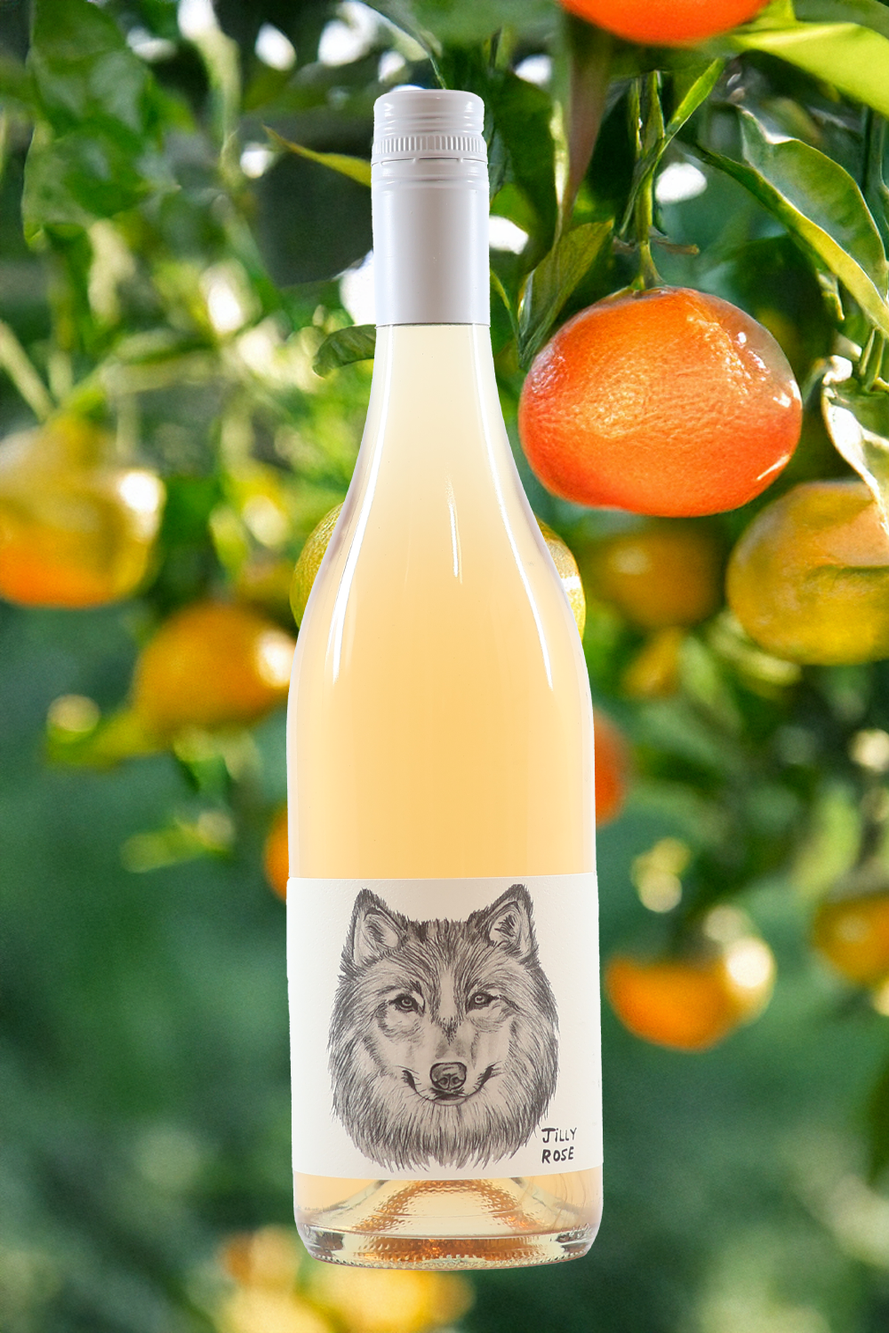 Jilly 'White Wolf of Cumbria' Rosé